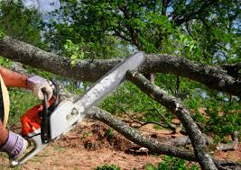 Best Storm Damage Tree Cleanup  in Carterville, MO